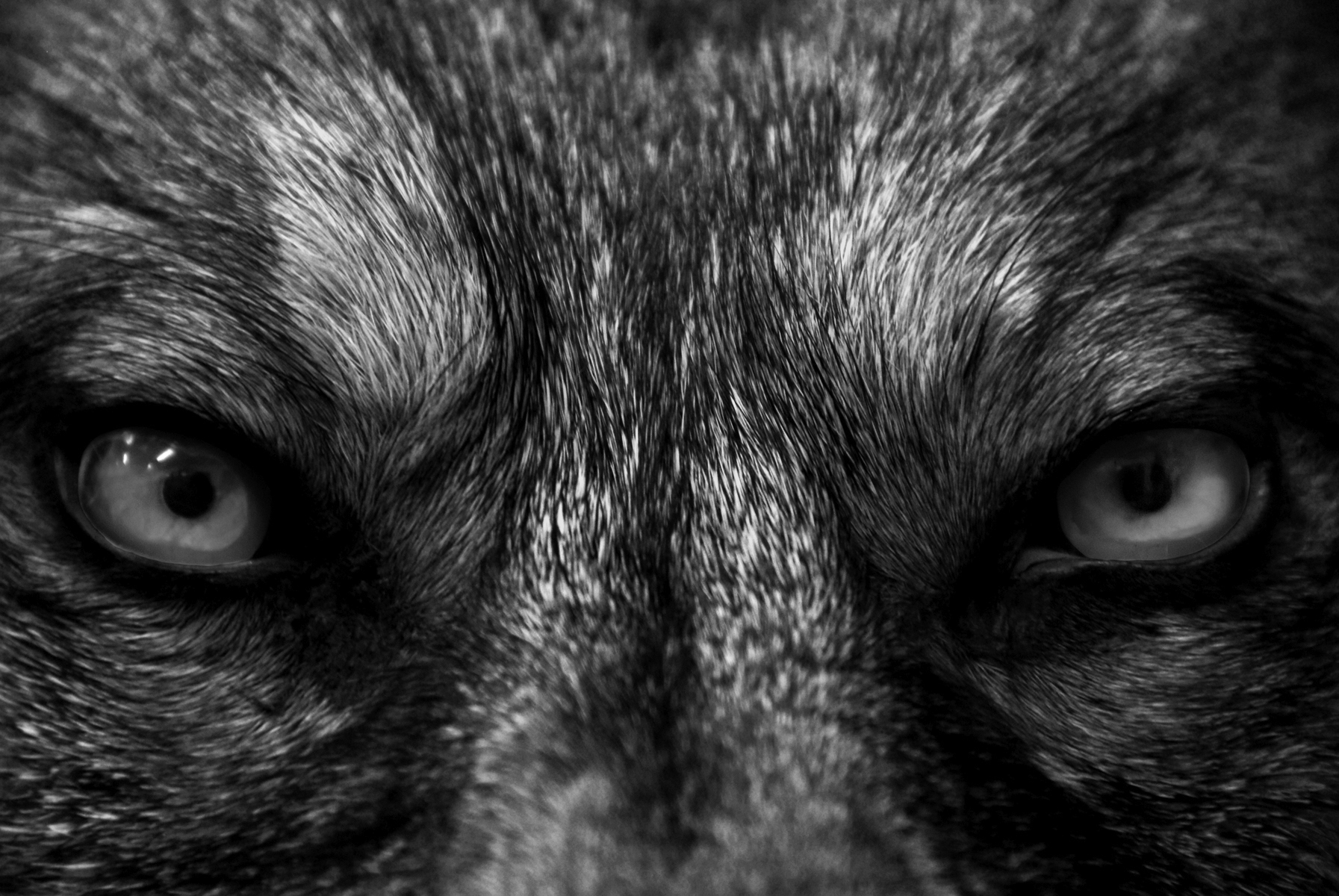 Black and white photo of a wolf's eyes