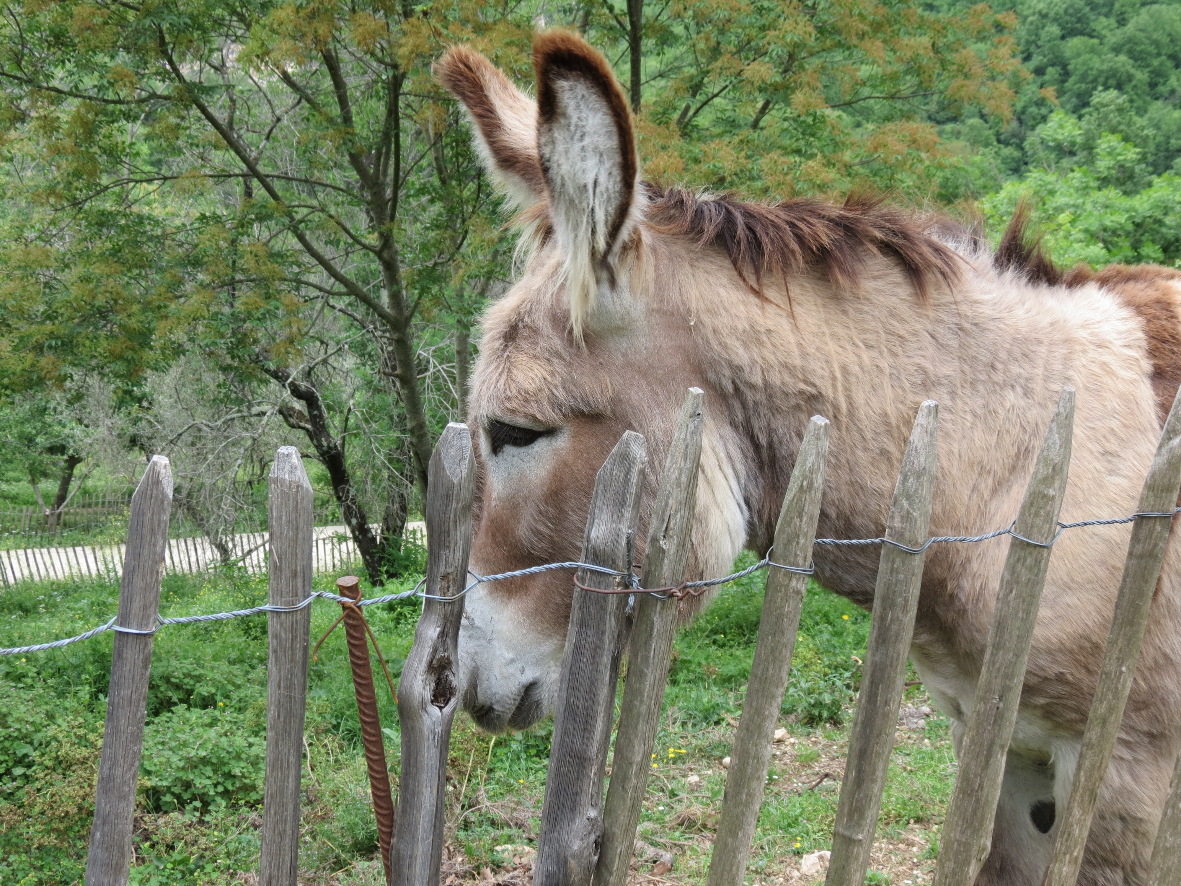 World's cutest lawnmower