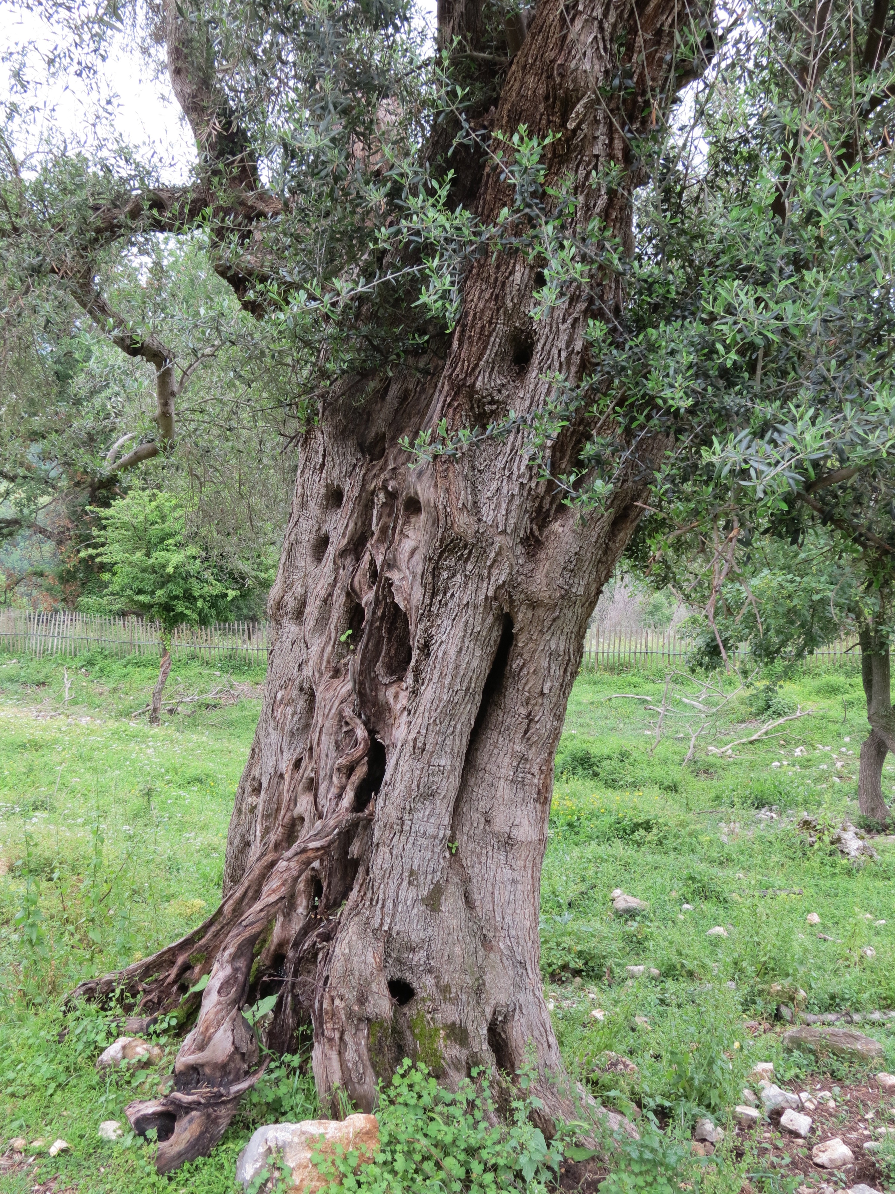 A 1600-year-old olive tree!