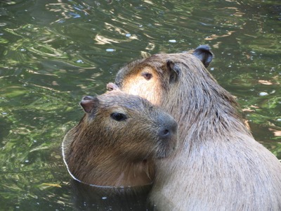 Capybaras