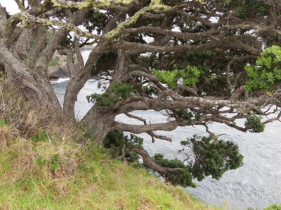 A cliffside tree