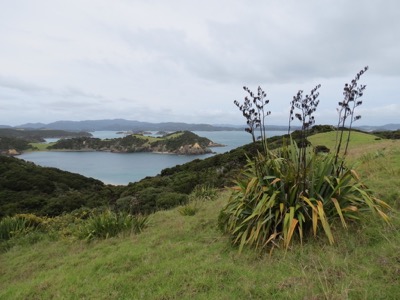 Flax and Bay of Islands