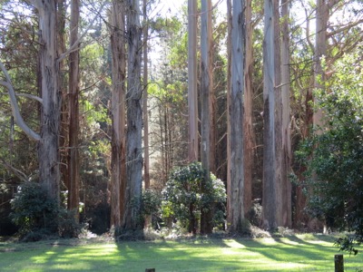 Gum trees