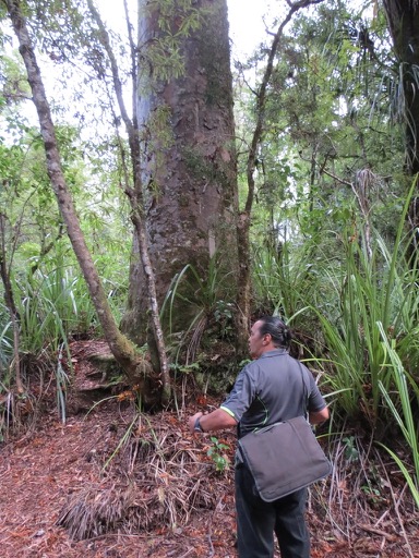 Kauri tree