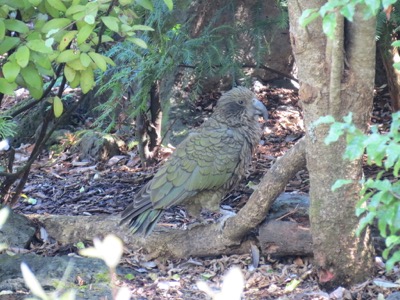 Kea native parrot