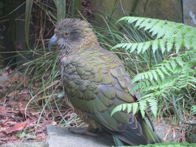 Kea