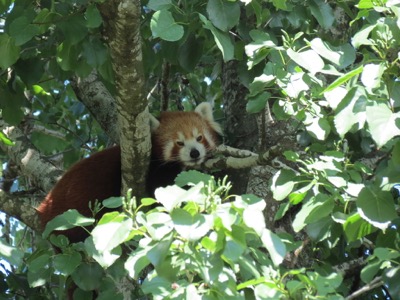 Red panda