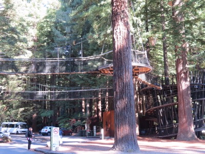 Redwood canopy walk