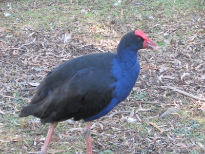 Swamphen