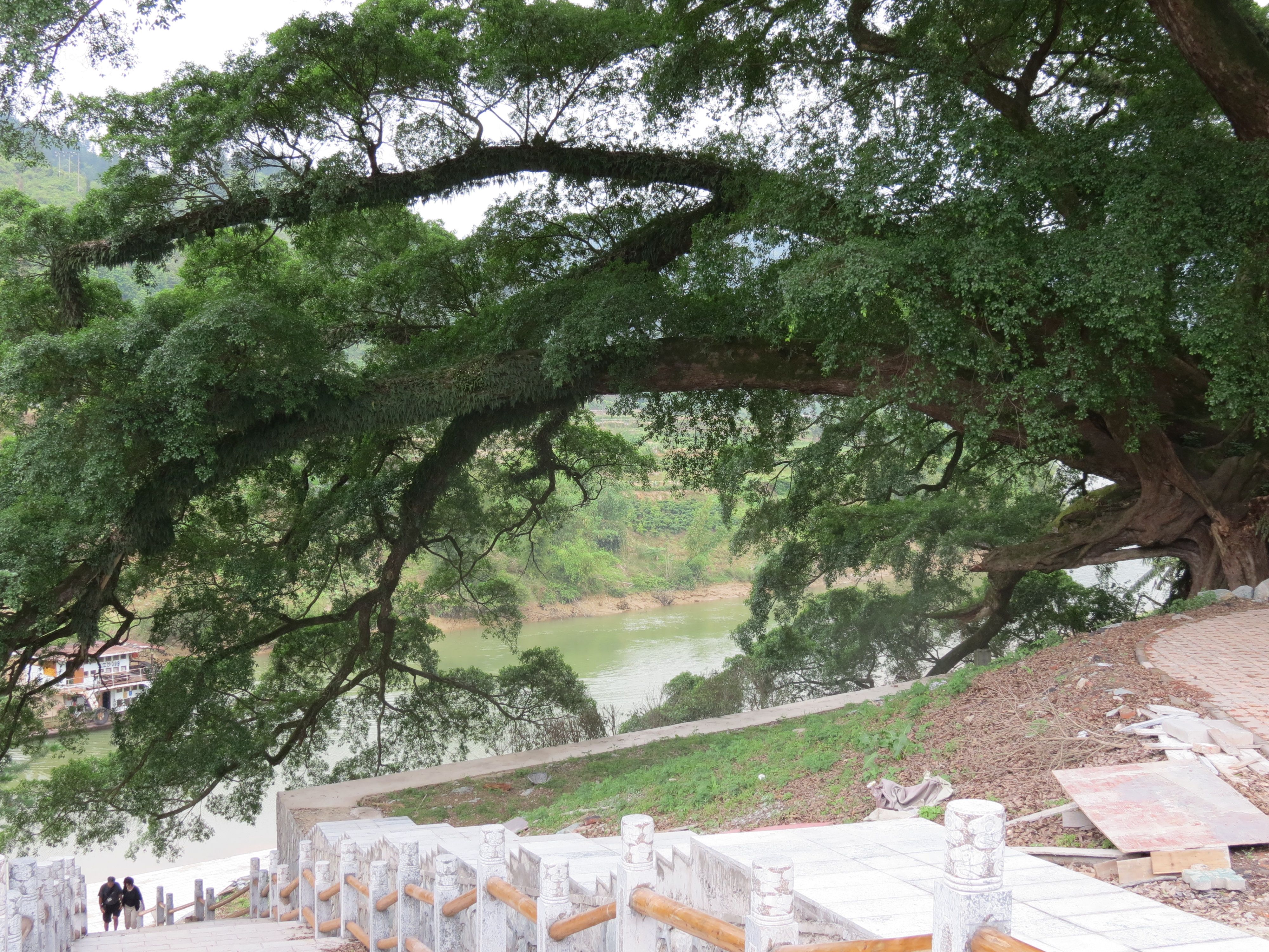 Ancient banyan tree