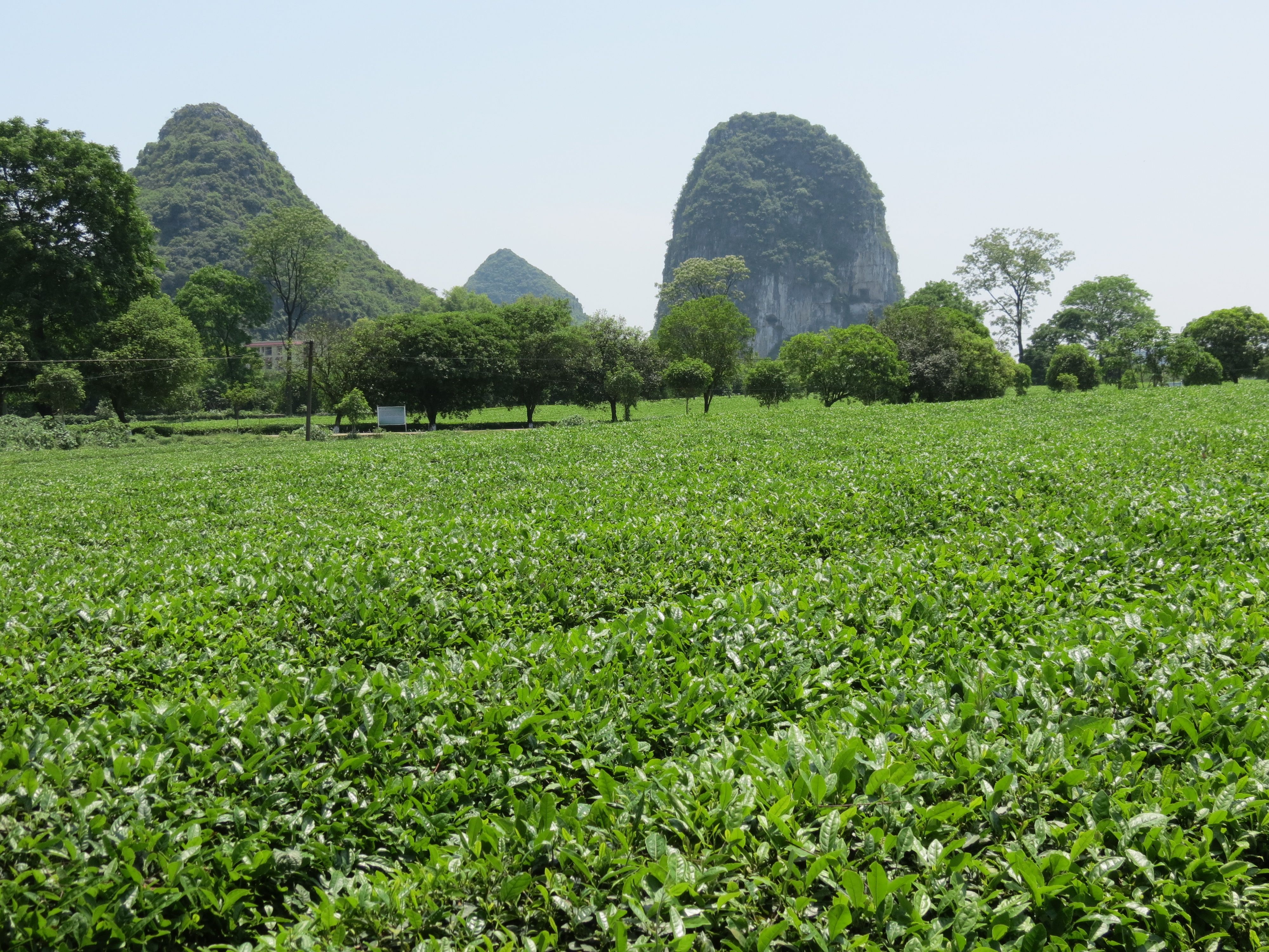 Tea plantation