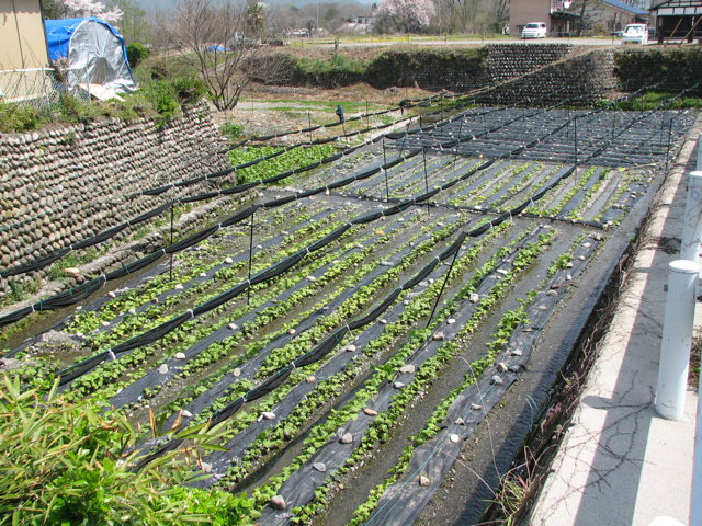 Backyard garden