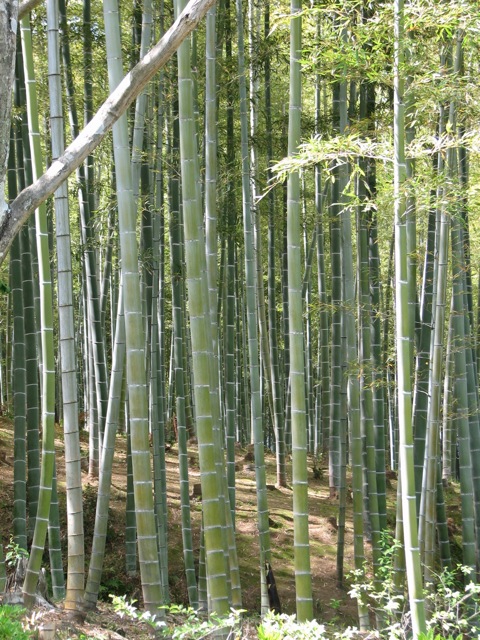 Bamboo grove at the Tenryu temple complex