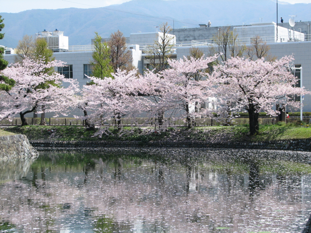 Cherries by the moat