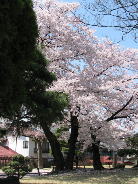 Cherries and pine