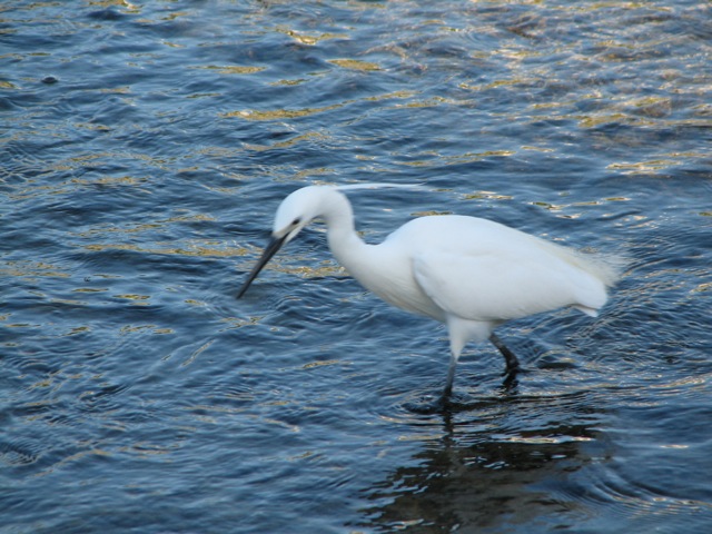 Wading bird (egret?) at the Kamo river