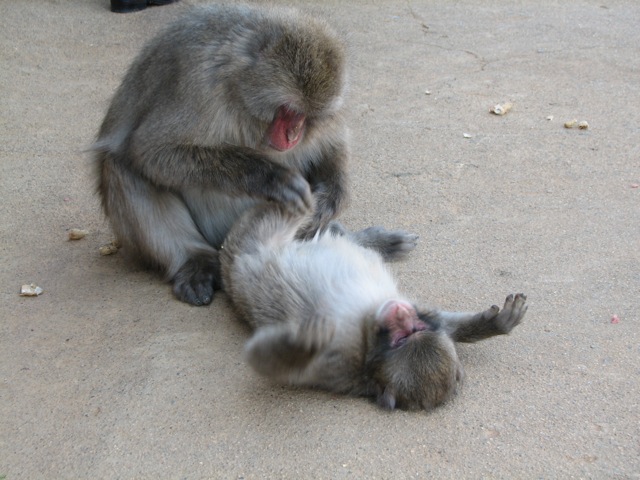 Japanese macaques grooming