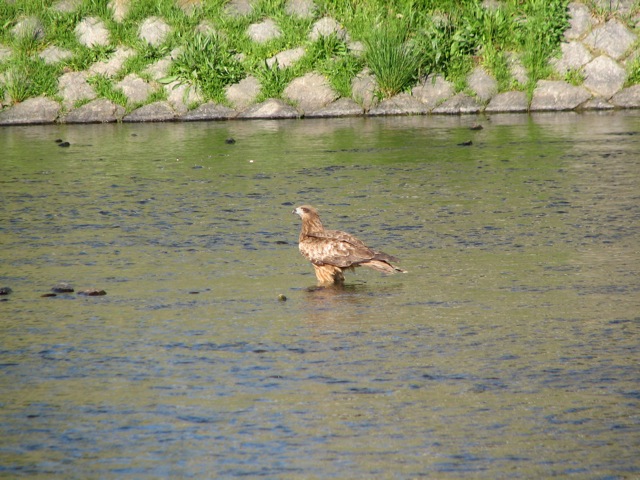 Hawk pausing for a drink