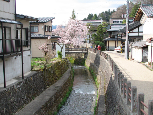 River scene with a blossoming cherry.