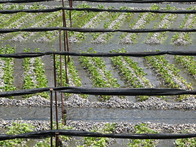 Wasabi field